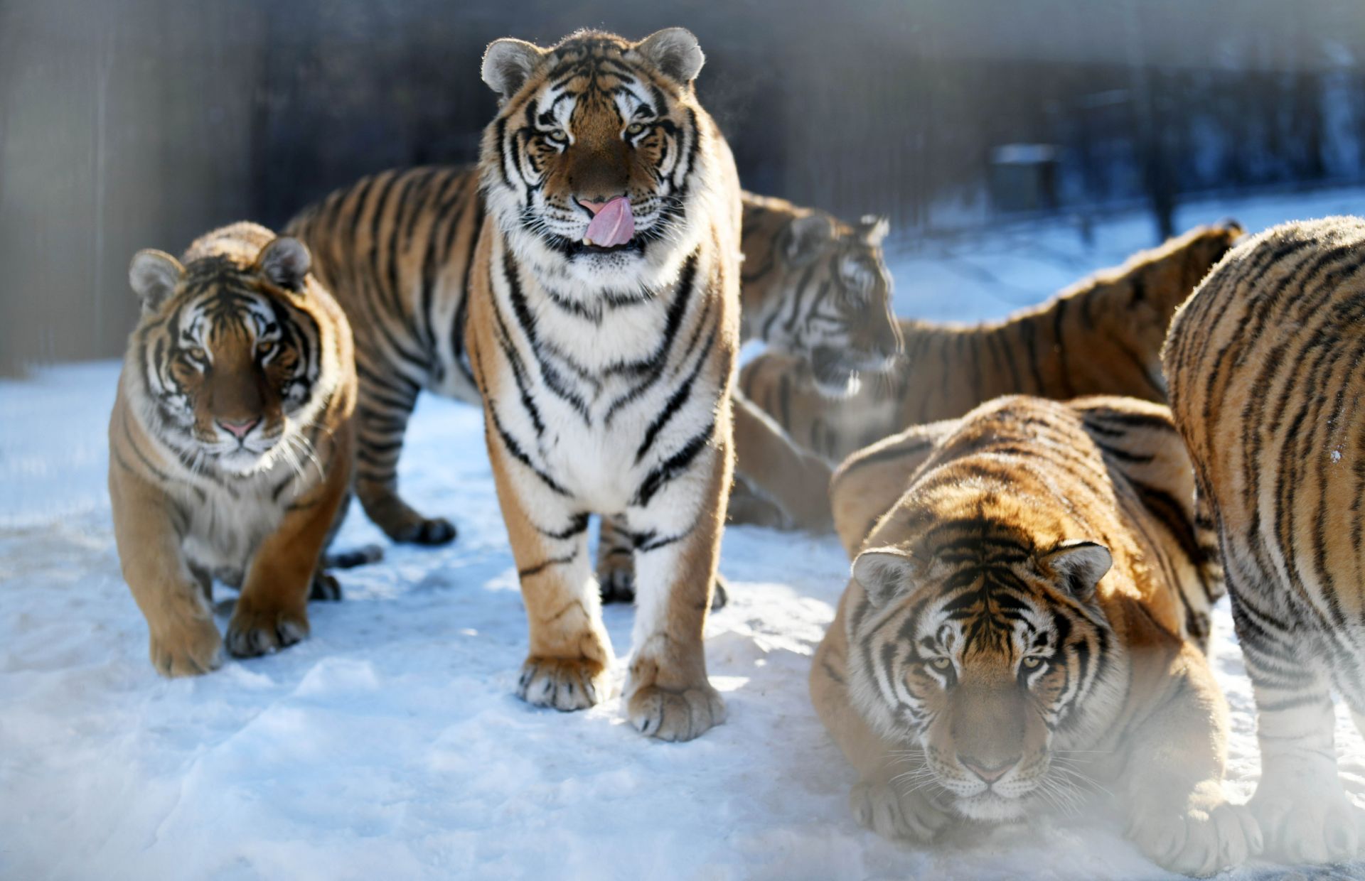 Siberian Tiger Park